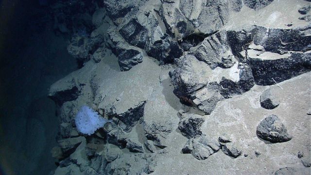 A beautiful white glass sponge seemingly out of place in this stark environment Picture