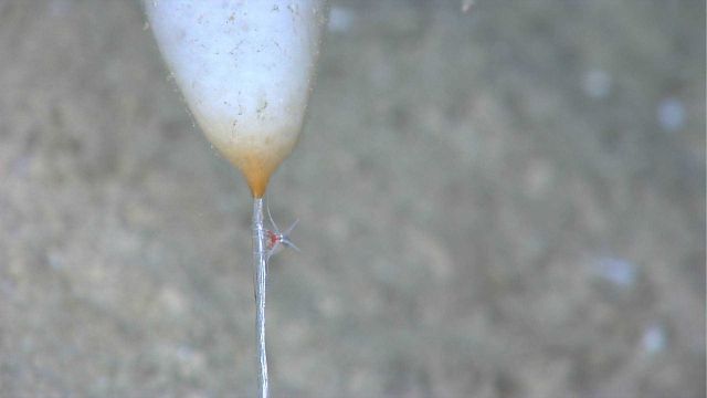 Closeup of stalked sponge in barren landscape with single small crustacean on stalk Picture