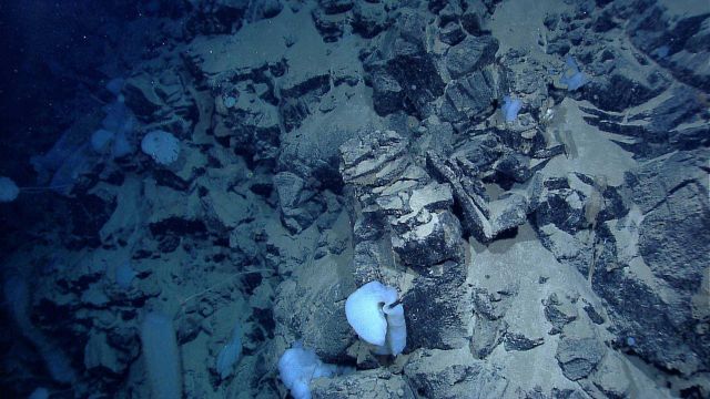 Sponges on broken angular blocks of basalt Picture