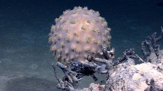 A large globular sponge. Picture