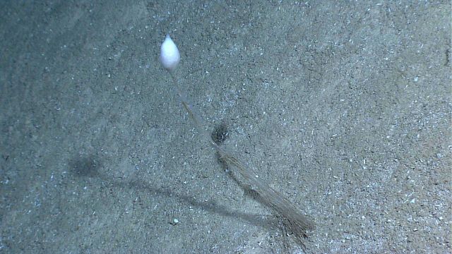 Stalked sponge? Picture