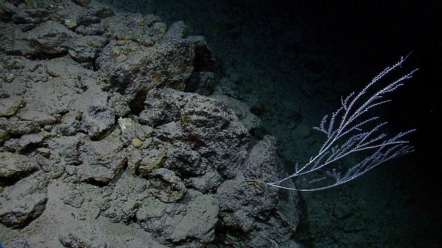 A lone somewhat stunted coral bush Picture
