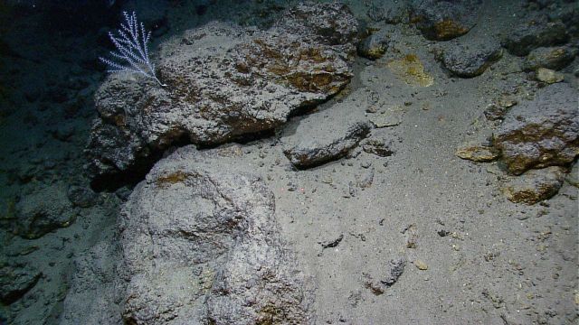 A lone coral bush on hydrothermally altered rock Picture