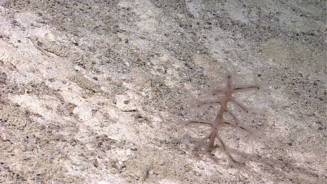 A well camouflaged pen coral tht nearly blends into the color of the bottom sediment Picture