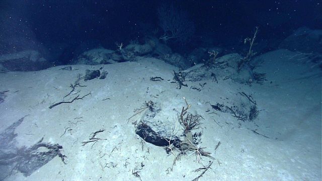 Dead coral bush Picture