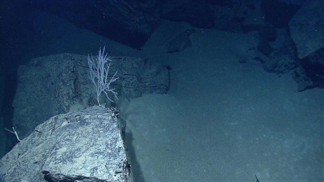 A small bamboo coral in an area of broken sheet flows and heavy sand sedimentation. Picture
