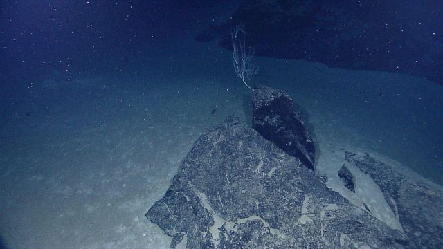 A small bamboo coral bush anchored to a volcanic boulder Picture