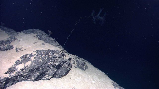 A lone, somewhat stunted, iridigorgia coral on a rock and sand slope. Picture