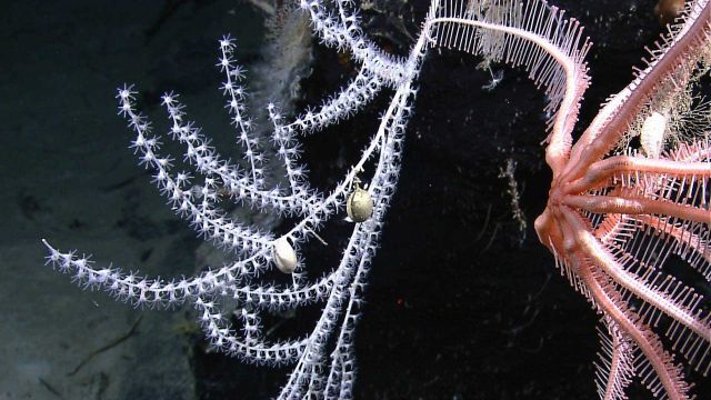 Coral bush with attached brachiopods? and large brisingid starfish. Picture
