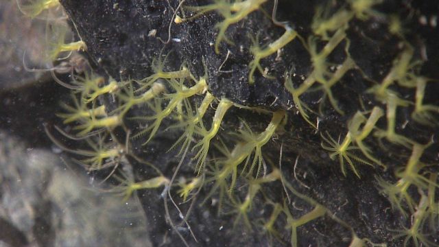Small green octocorals Picture