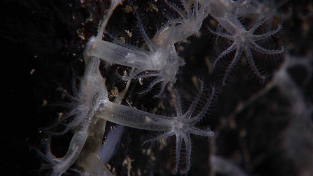 Small clear octocorals attached to a vertical rock surface. Picture