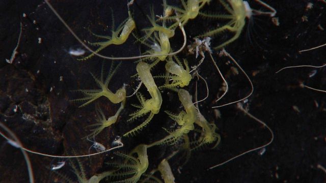 Small green octocorals Picture