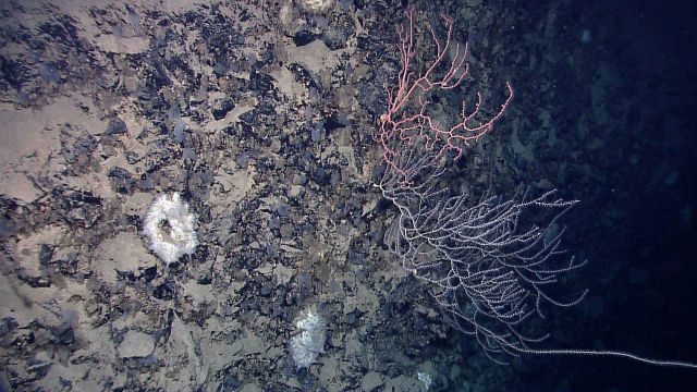 A white bamboo coral, a red gorgonian coral, and tribbles Picture