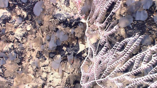 A white bamboo coral and numerous small sponges Picture
