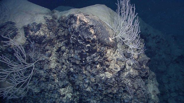 Bamboo corals and small sponges on a rock outcrop. Picture