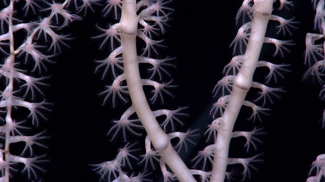 Bamboo coral with delicate polyps extended Picture