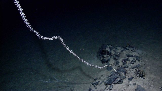 A bamboo whip coral Picture