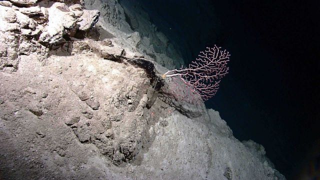 A red bubble gum coral (Paragorgiidae) with an associated brittle star. Picture