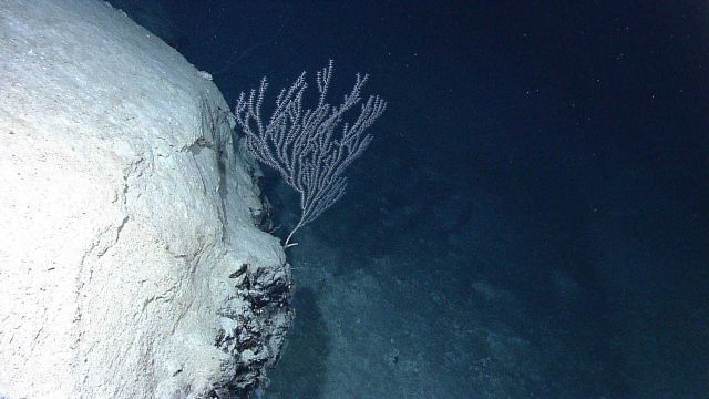 A bamboo coral bush on a rock outcrop. Picture
