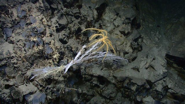 A yellow crinoid perched atop a coral bush Picture