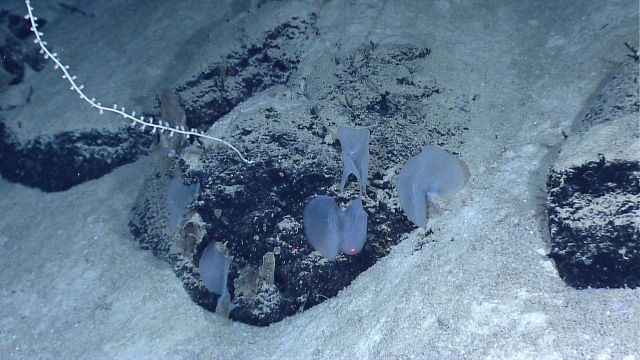 Bamboo whip coral and relatively large sponges (for this area) on a rock outcrop partially covered by white sand. Picture