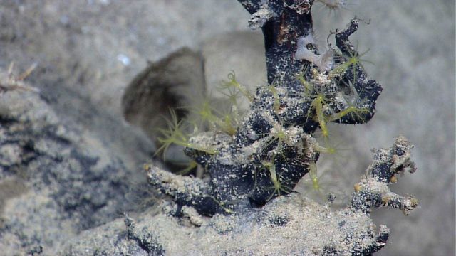 Small green octocorals colonizing a dead coral bush. Picture