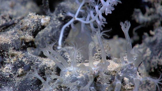 A small bamboo coral in the background, small translucent octocorals in the foreground. Picture