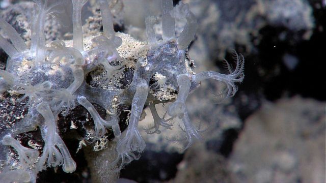 Translucent octocorals . Picture