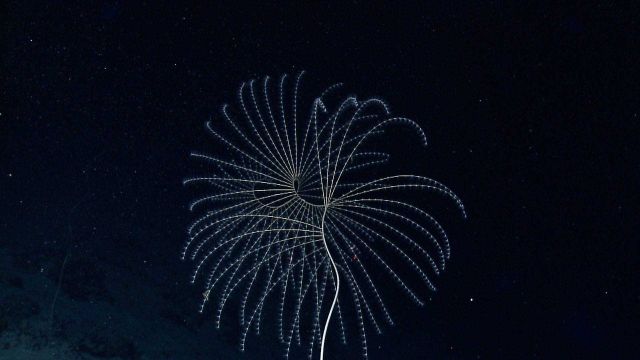 A spiraling iridigorgia coral Picture