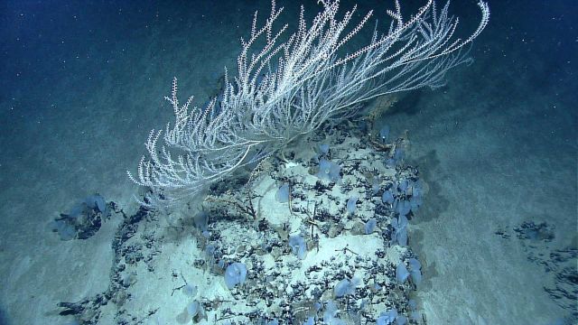 A large bamboo coral bush and bluish gray small sponges on a rock outcrop Picture