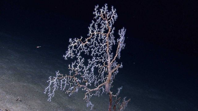 A half-dead looking coral bush trunk with white octocoral growing on the branches. Picture