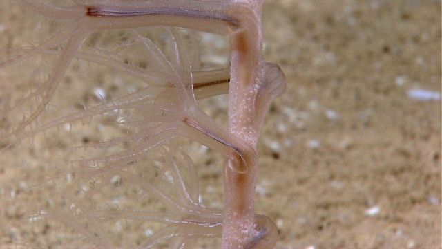 A translucent alcyonacean coral Picture