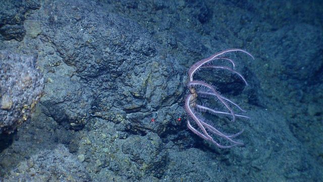 Brisingid starfish on rock outcrop Picture