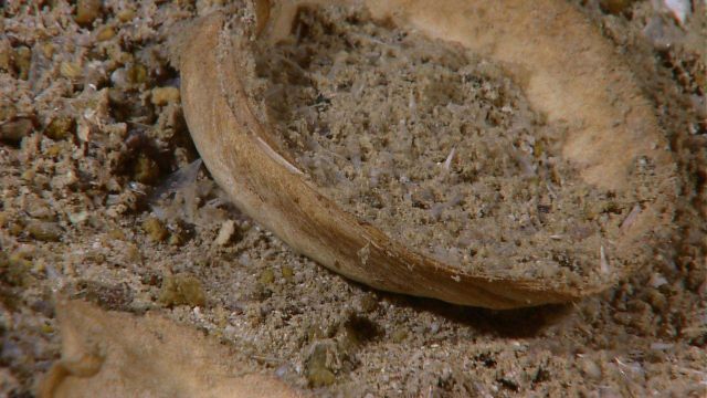 A bivalve shell in a pit in the sediment Picture