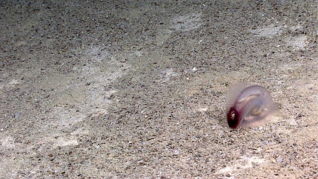 A purple translucent holothurian on a sandy seafloor Picture