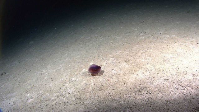 A purple translucent holothurian on a sandy seafloor Picture