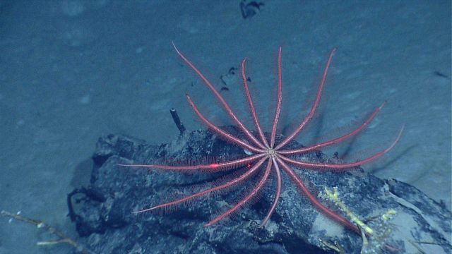 Large brisingid starfish Picture