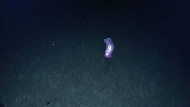 Graceful white swimming holothurian over sandy substrate Picture