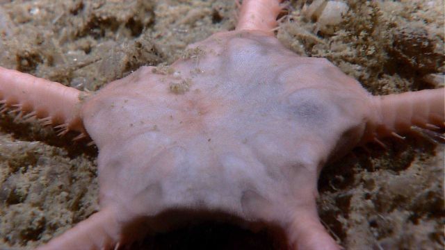 Central body disk of large brittle star Picture