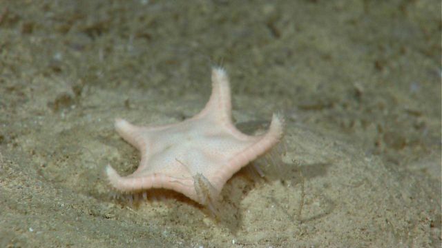 White orange star fish with arms extended above surface Picture