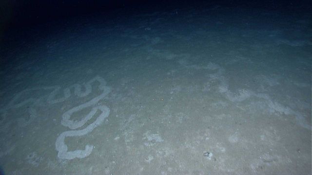 Dung trails on the seafloor Picture