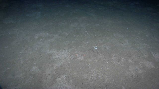 A lone brittle star on a sand and mud substrate Picture