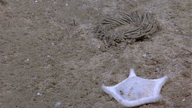 A lone white starfish next to a circular shaped dung heap. Picture