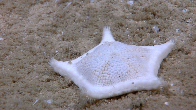 A white starfish on sandy substrate Picture