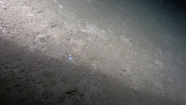 A white brittle star on a sand and mud substrate Picture
