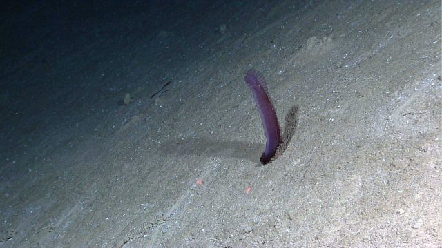 Purple translucent holothurian proceeding to launch from seafloor Picture