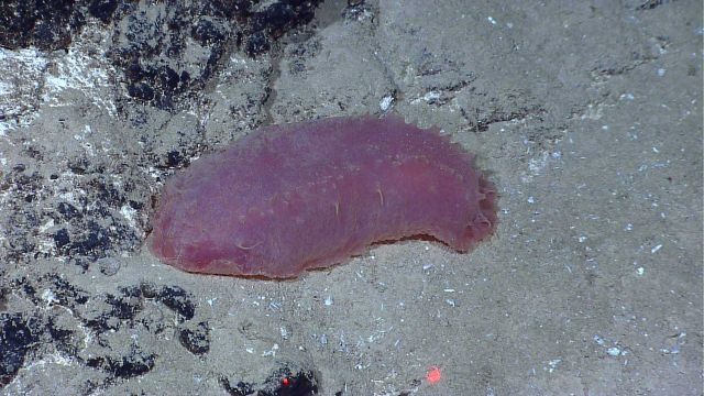 Ugly fat reddish pink holothurian on sand and shell sediment draped over rock outcrop Picture