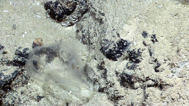 Unidentified translucent lifeform seen as ROV ascending to surface Picture