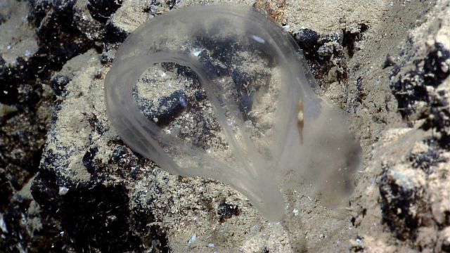 Unidentied translucent lifeform seen as ROV ascending to surface Picture