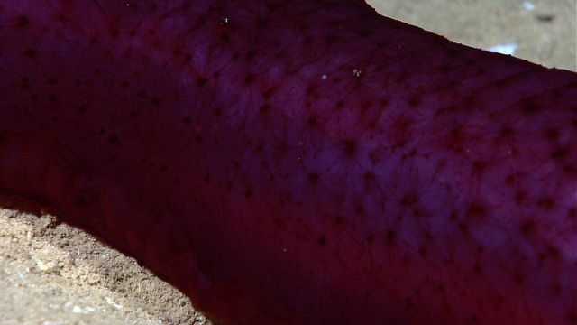 Closeup of skin texture of purplish red holothurian Picture
